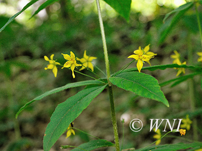 Whorled Loosestrife (Lysimachia quadrifolia)